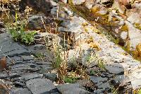 Image of Leucopoa kingii