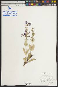 Penstemon carnosus image