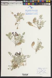 Astragalus chamaeleuce image