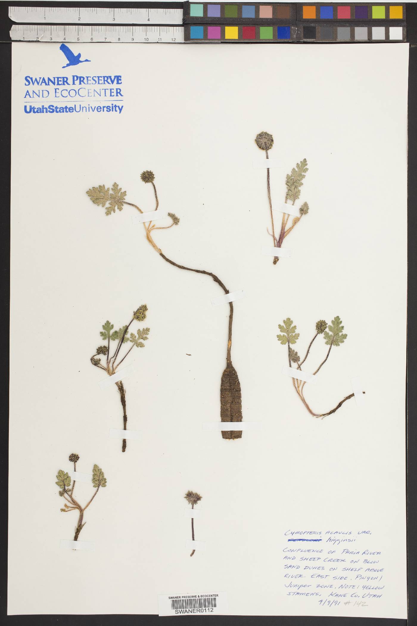 Cymopterus glomeratus var. higginsii image