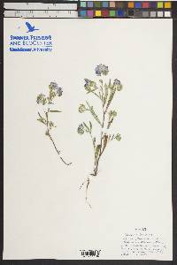 Phacelia linearis image