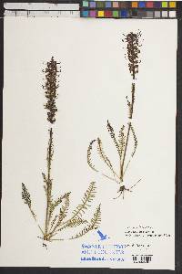 Pedicularis groenlandica image