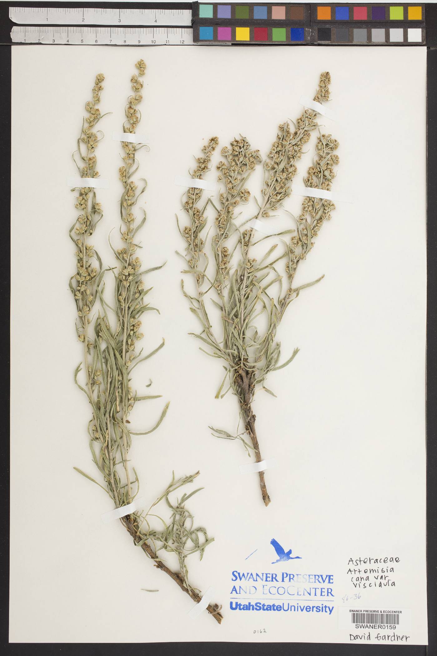 Artemisia cana subsp. viscidula image