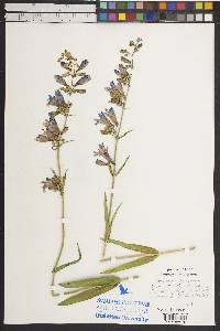 Penstemon subglaber image