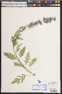 Phacelia sericea subsp. ciliosa image