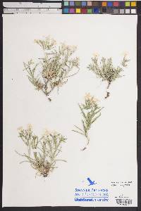 Phlox longifolia image