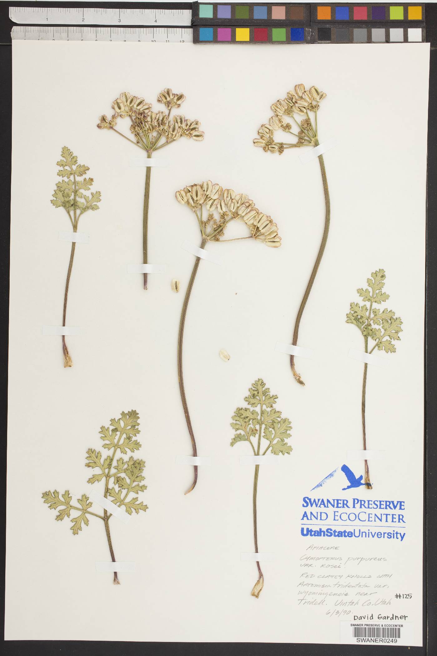 Cymopterus rosei image