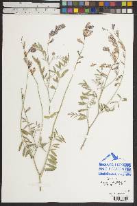 Hedysarum boreale subsp. boreale image