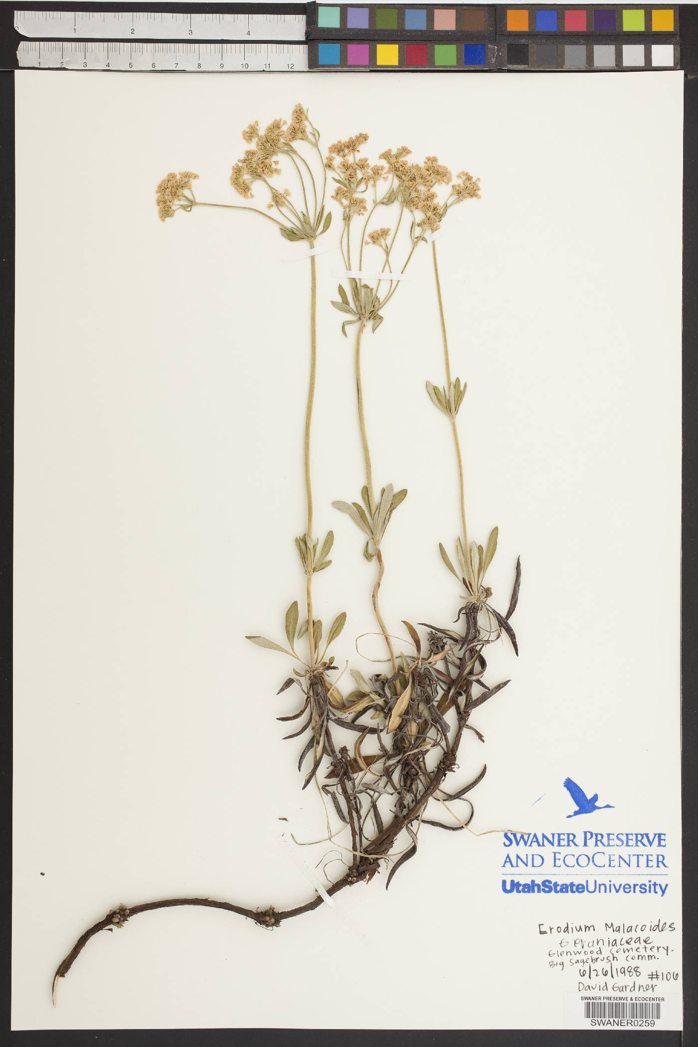Erodium malacoides image