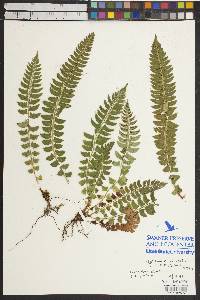 Polystichum lonchitis image