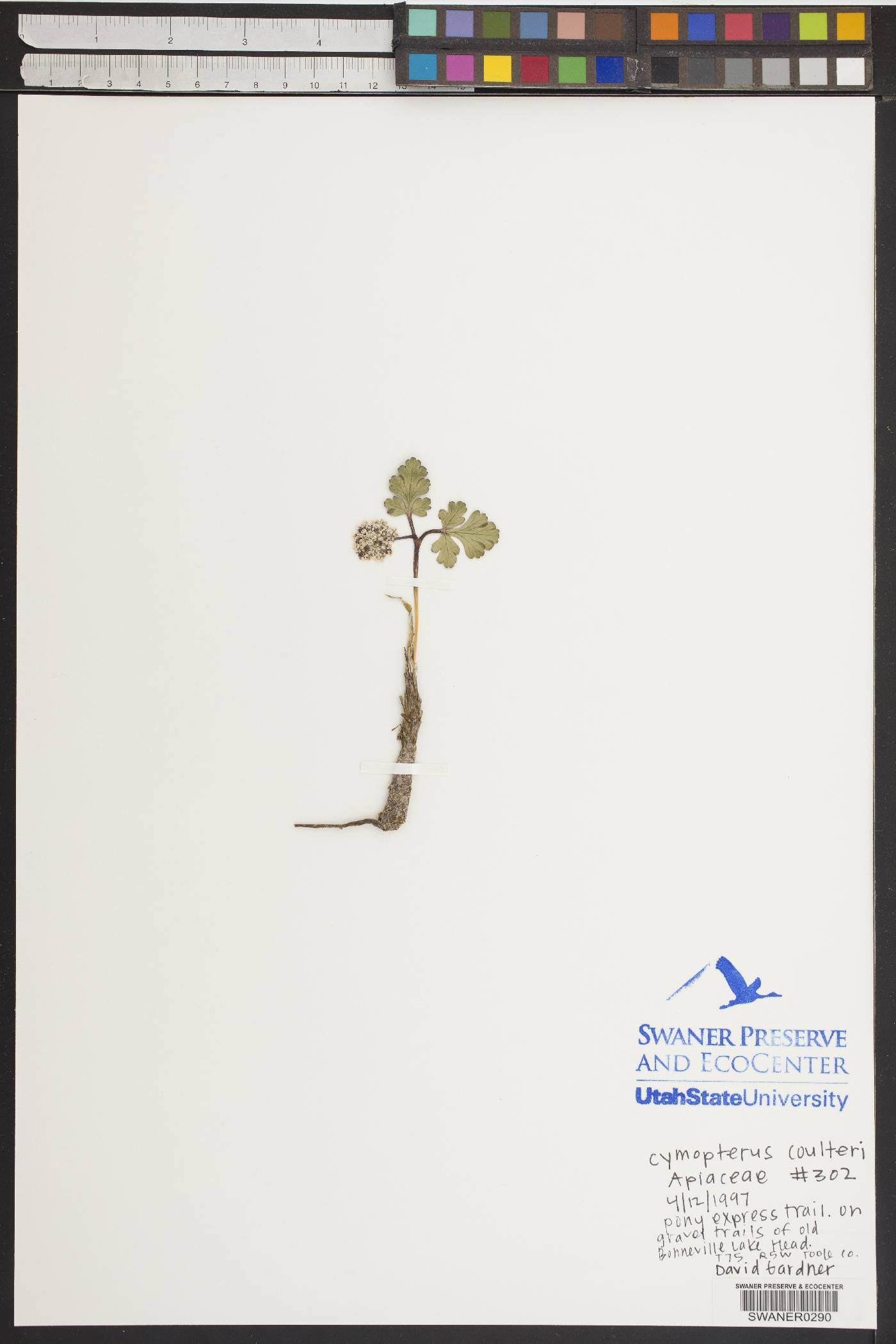 Cymopterus coulteri image