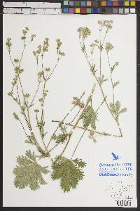 Potentilla pectinisecta image