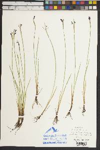 Sisyrinchium idahoense image