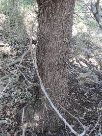 Cupressus arizonica image