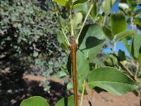 Fraxinus anomala var. lowellii image