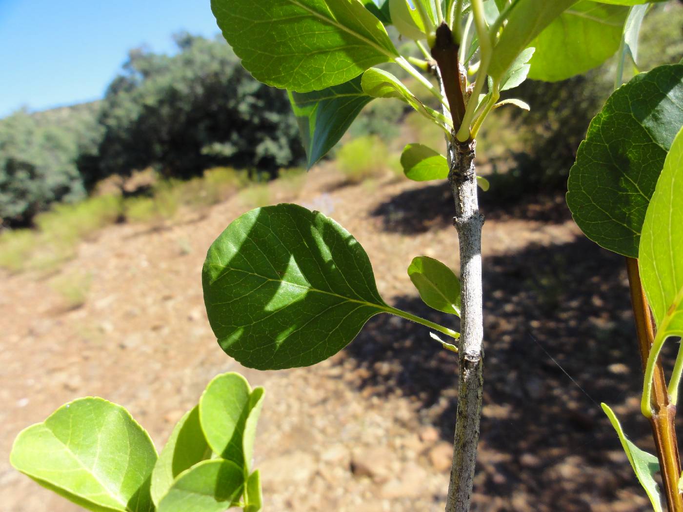 Fraxinus anomala var. lowellii image