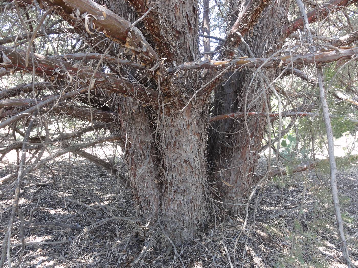 Callitropsis glabra image