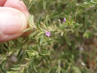 Hedeoma drummondii image