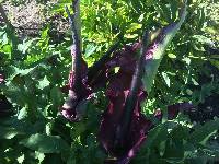 Dracunculus vulgaris image