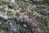 Eriogonum brevicaule image