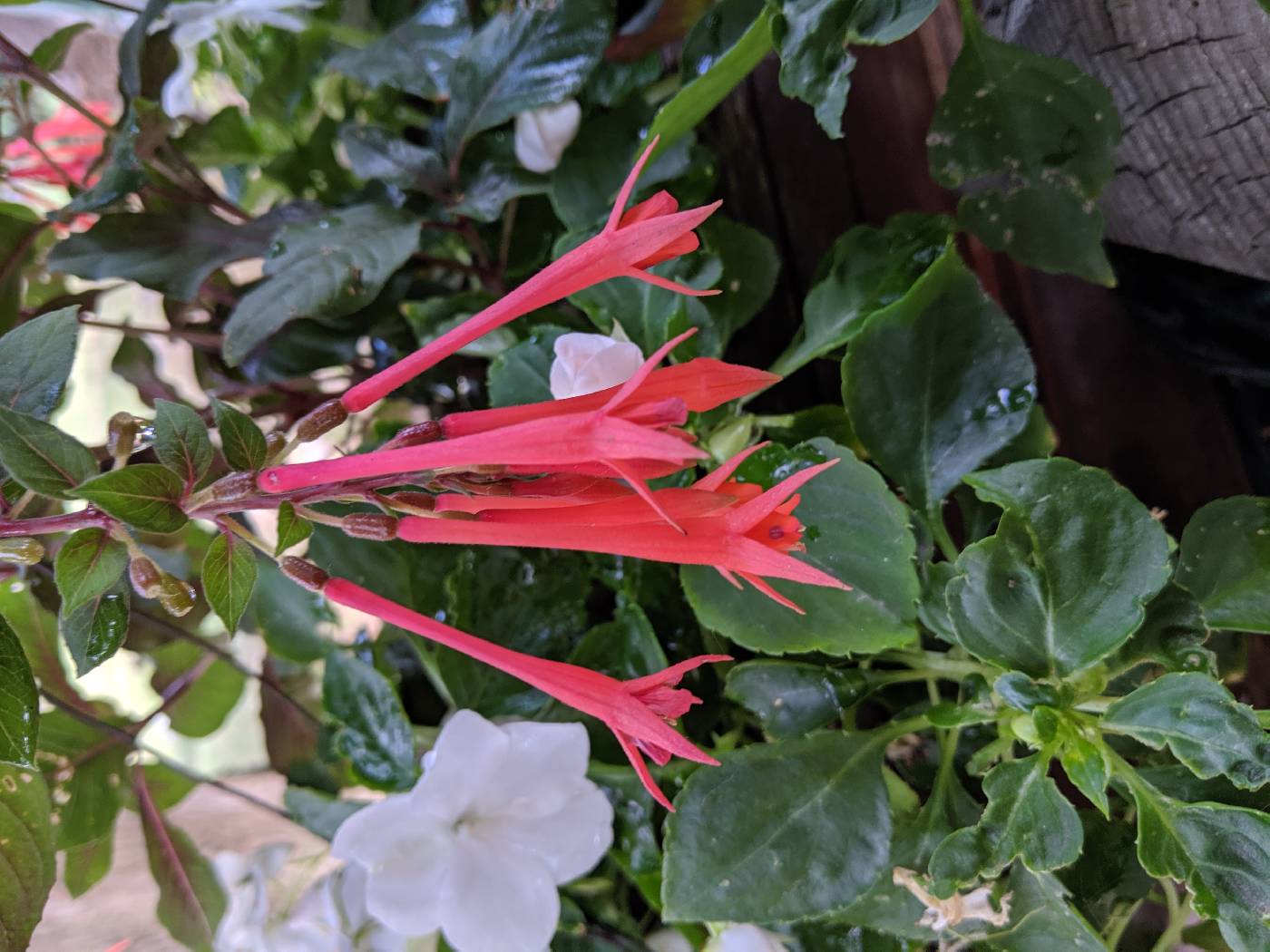 Fuchsia triphylla image