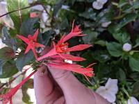 Fuchsia triphylla image