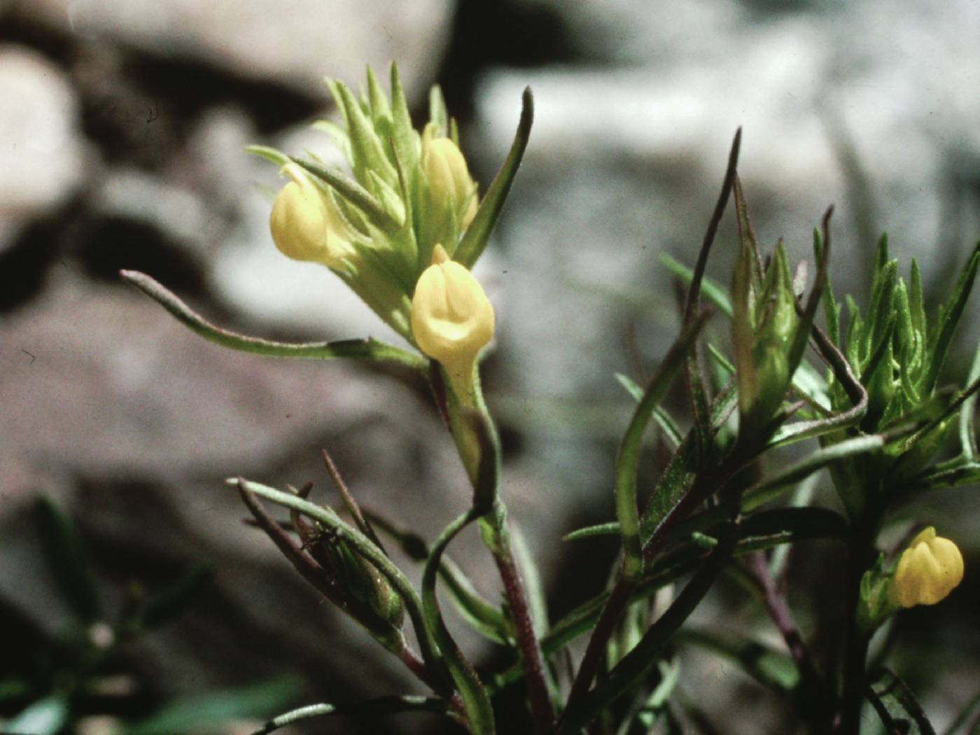 Orthocarpus tolmiei subsp. tolmiei image