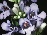 Penstemon compactus image