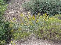 Solidago velutina image