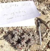 Eriogonum shockleyi image