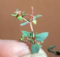 Euphorbia fendleri image