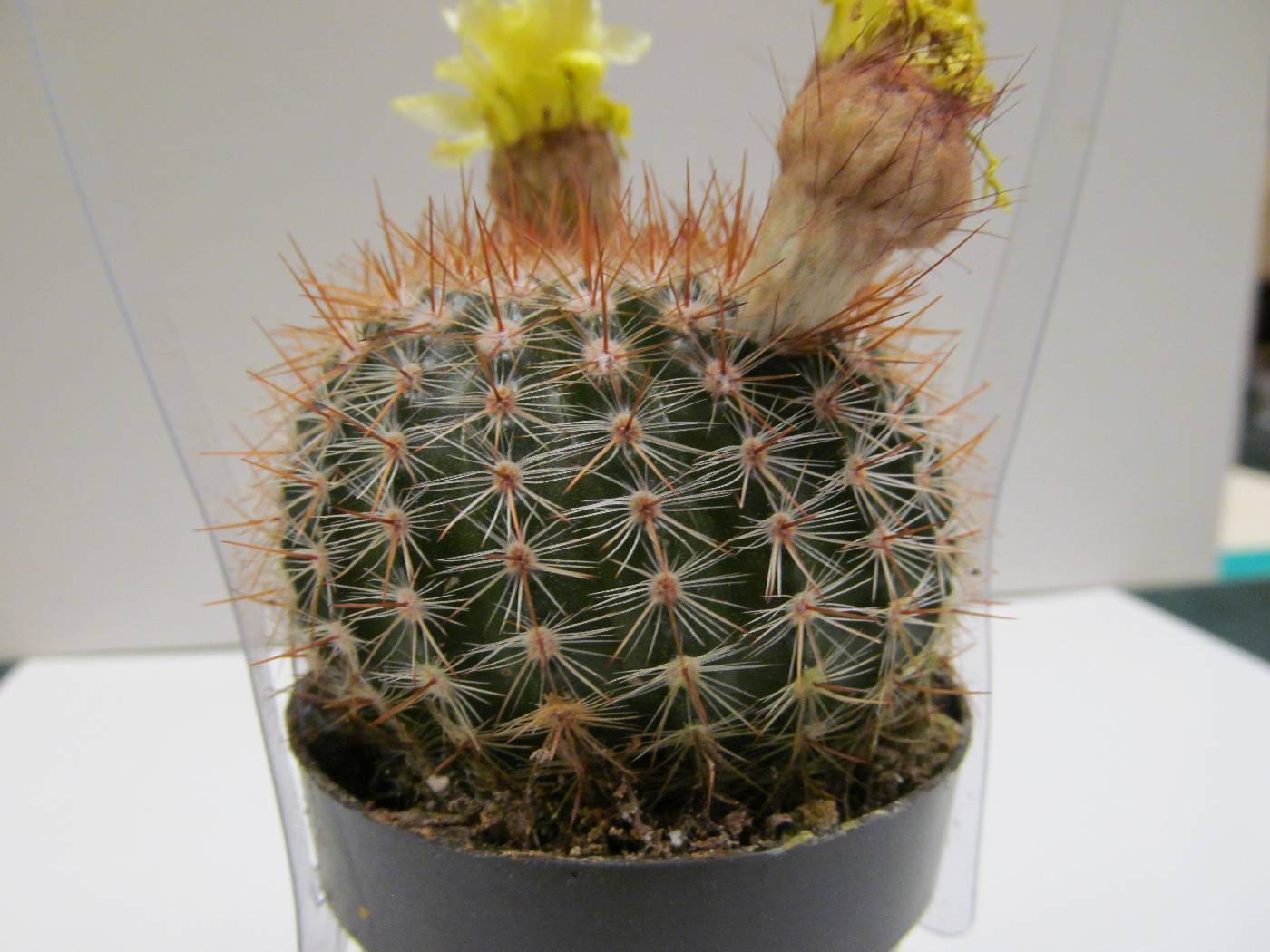 Parodia erubescens image