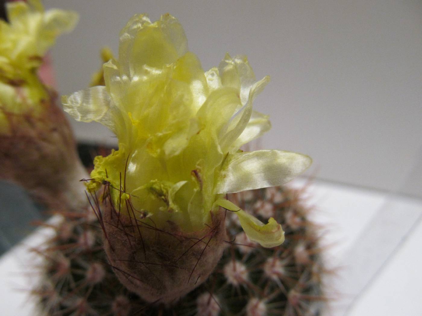 Parodia erubescens image