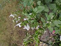 Salvia coccinea image