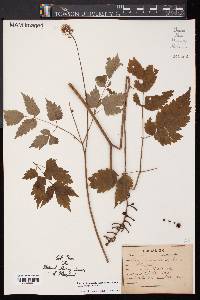 Actaea pachypoda image