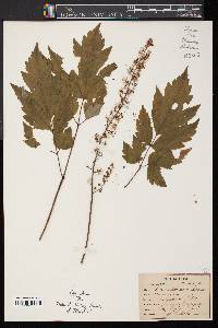 Actaea racemosa image