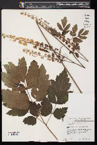 Actaea racemosa image