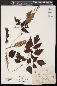 Actaea racemosa image