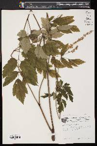 Actaea racemosa image