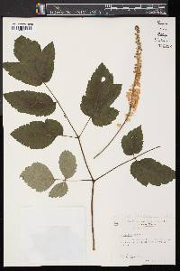 Actaea racemosa image