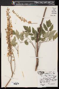 Actaea racemosa image