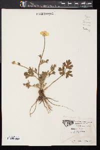 Ranunculus bulbosus image