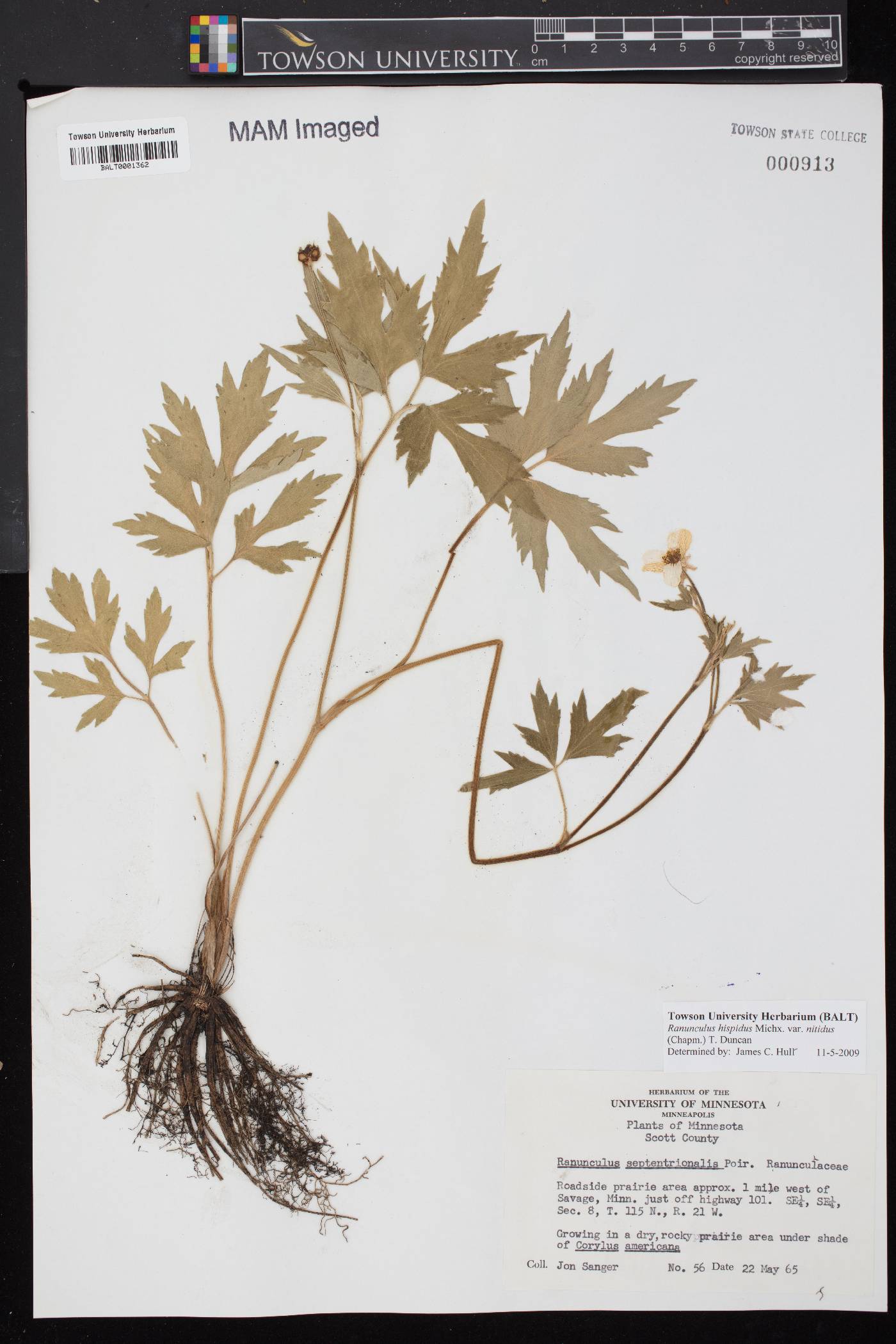 Ranunculus septentrionalis image