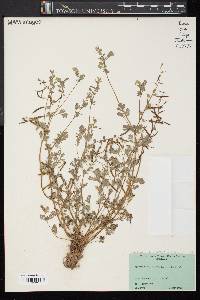 Corydalis flavula image