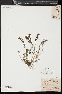 Corydalis flavula image