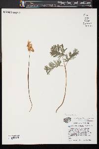 Dicentra cucullaria image