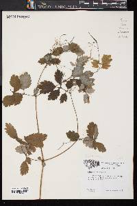 Chelidonium majus image