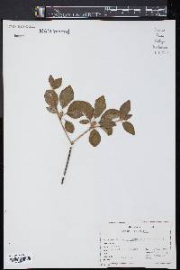 Enkianthus campanulatus image