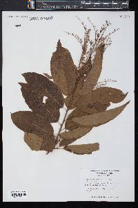 Oxydendrum arboreum image