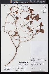 Vaccinium fuscatum image